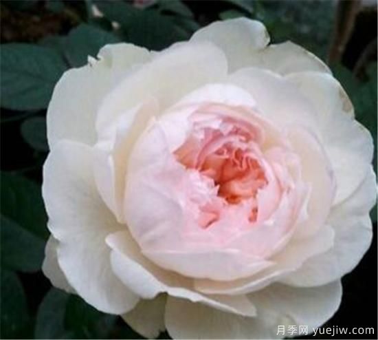 波萊羅月季耐陰嗎 波萊羅月季的特點(diǎn)(圖1)