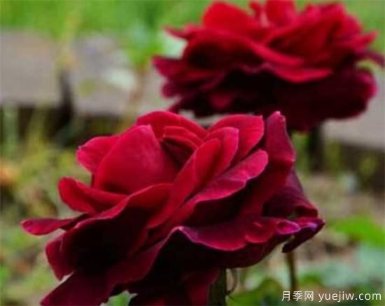 路易十四玫瑰什么時(shí)候開花 路易十四玫瑰的花語寓意(圖3)