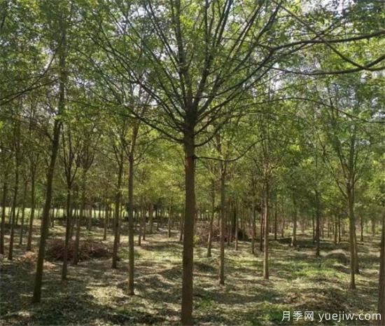 一級(jí)標(biāo)準(zhǔn)的南陽(yáng)國(guó)槐樹(shù)是如何培育的(圖1)