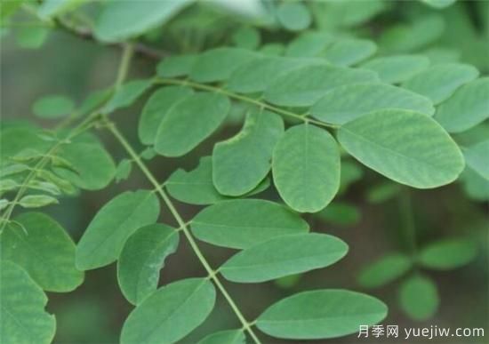 國槐的樹葉和果實的功效價值(圖1)