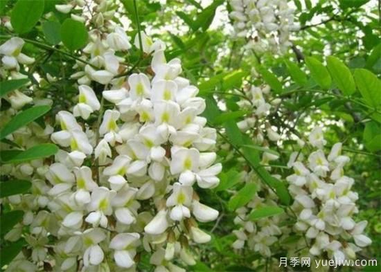 槐花是國槐開的花嗎？能不能吃？(圖1)