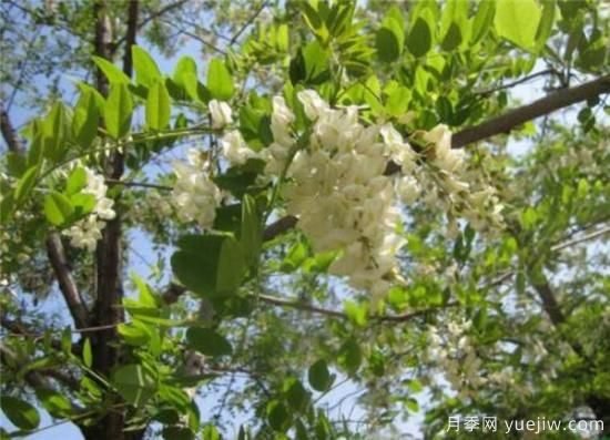 國(guó)槐、刺槐、洋槐，這三個(gè)的區(qū)別辦法是什么？(圖2)