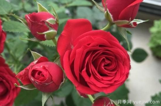 大花微月的永遠(yuǎn)/永恒系列月季都有哪些品種(圖11)