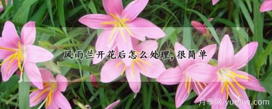 風(fēng)雨蘭開花后怎么處理，很簡單(圖1)