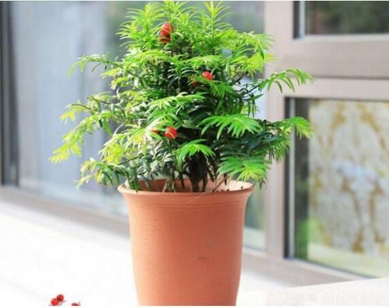 紅豆杉病蟲害的防治方法,莖腐病和白絹病是罪魁禍?zhǔn)?圖2) 紅豆杉病蟲害的防治方法,莖腐病和白絹病是罪魁禍?zhǔn)?圖2)