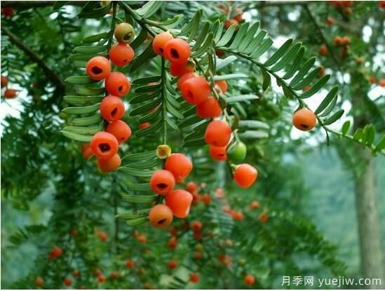 紅豆杉病蟲害的防治方法,莖腐病和白絹病是罪魁禍?zhǔn)?圖1) 紅豆杉病蟲害的防治方法,莖腐病和白絹病是罪魁禍?zhǔn)?圖1)