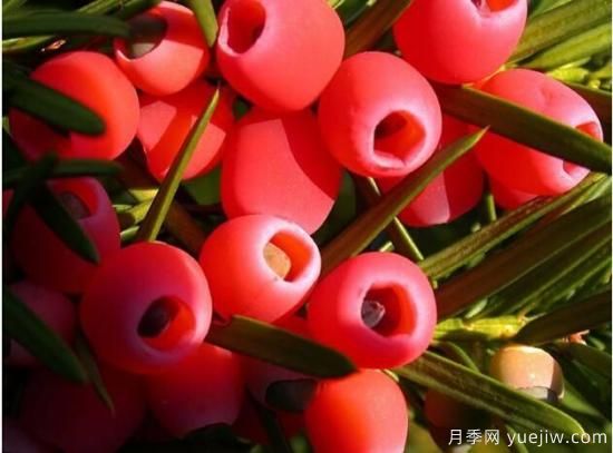 紅豆杉病蟲害的防治方法,莖腐病和白絹病是罪魁禍?zhǔn)?圖3) 紅豆杉病蟲害的防治方法,莖腐病和白絹病是罪魁禍?zhǔn)?圖3)