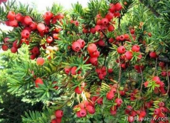 紅豆杉盆景怎么修剪，遵循兩點(diǎn)原則掌握六點(diǎn)方法(圖7)