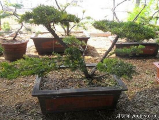 紅豆杉盆景怎么修剪，遵循兩點(diǎn)原則掌握六點(diǎn)方法(圖8)