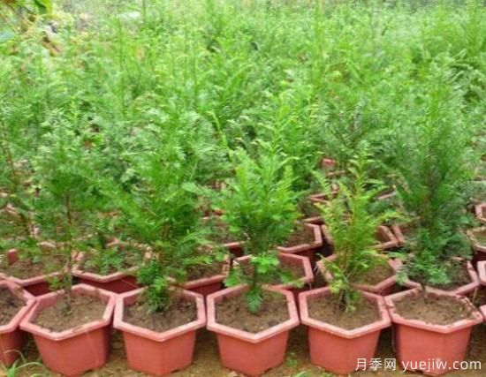 紅豆杉施什么肥好，紅豆杉施氮、磷、鉀肥***好(圖1)