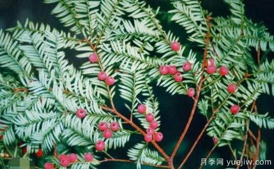 紅豆杉的花語是什么，紅豆杉代表著高雅、思念之情(圖5)