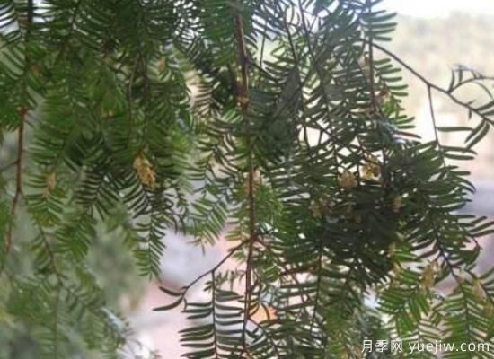 紅豆杉的花語是什么，紅豆杉代表著高雅、思念之情(圖2)
