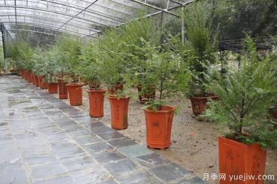紅豆杉施什么肥好，紅豆杉施氮、磷、鉀肥***好(圖7)
