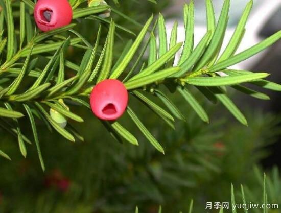 紅豆杉施什么肥好，紅豆杉施氮、磷、鉀肥***好(圖6)