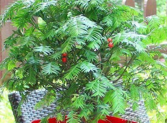 紅豆杉施什么肥好，紅豆杉施氮、磷、鉀肥***好(圖5)