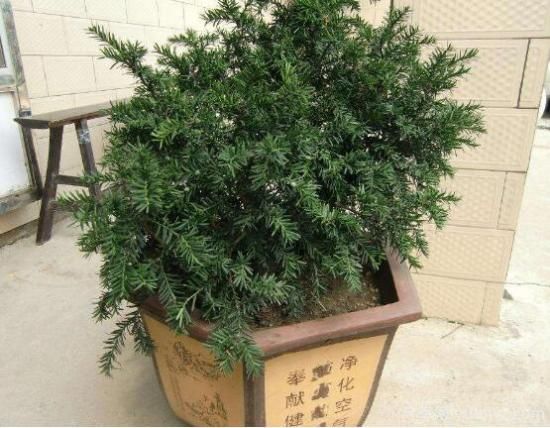 紅豆杉施什么肥好，紅豆杉施氮、磷、鉀肥***好(圖3)
