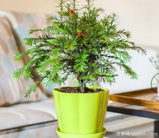 紅豆杉施什么肥好，紅豆杉施氮、磷、鉀肥***好(圖2)