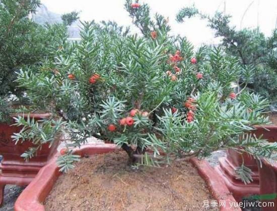 紅豆杉施什么肥好，紅豆杉施氮、磷、鉀肥***好(圖4)