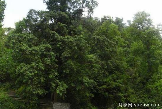 紅豆杉的花語是什么，紅豆杉代表著高雅、思念之情(圖1)