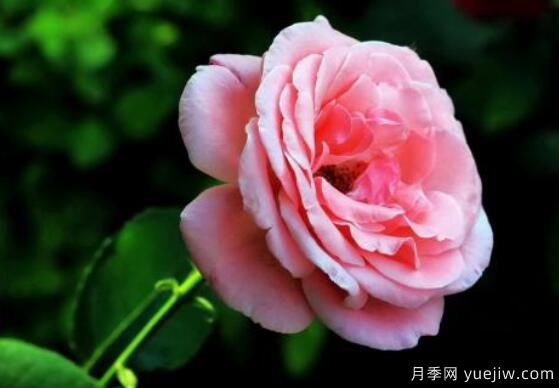 月季適合送給什么人，盤點(diǎn)送五個(gè)***適宜人(圖2)