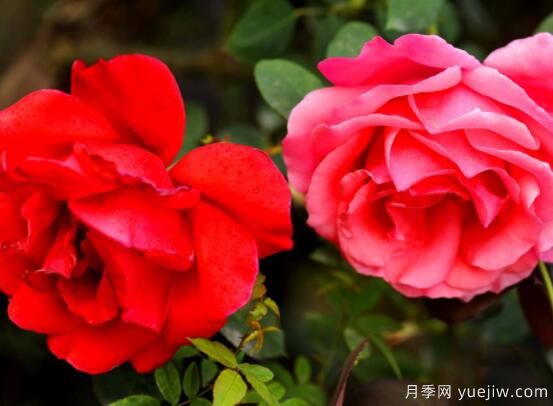 月季適合送給什么人，盤點(diǎn)送五個(gè)***適宜人(圖1)