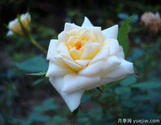 月季適合送給什么人，盤點(diǎn)送五個(gè)***適宜人(圖3)