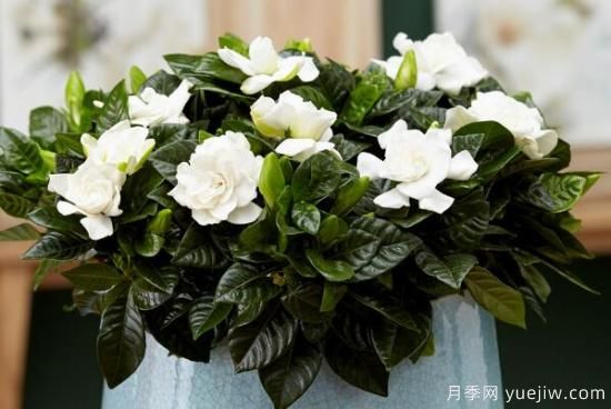 梔子花的花語，梔子花圖片大全(圖2)