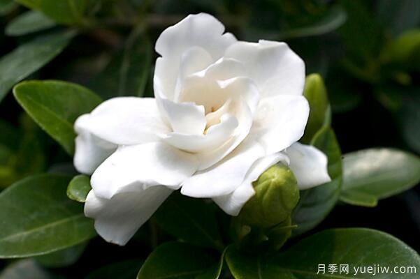 梔子花的花語，梔子花圖片大全(圖1)