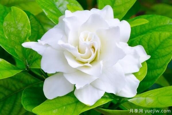 梔子花的花語，梔子花圖片大全(圖3)