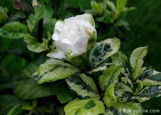 梔子花有哪些品種，梔子花品種圖片大全(圖5)