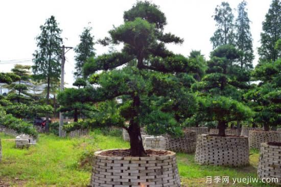 適合庭院種植的樹(shù)(圖3) 適合庭院種植的樹(shù)(圖3)