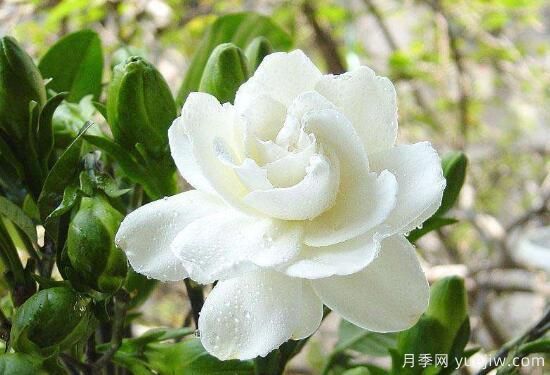 梔子花有哪些品種，梔子花品種圖片大全(圖6)