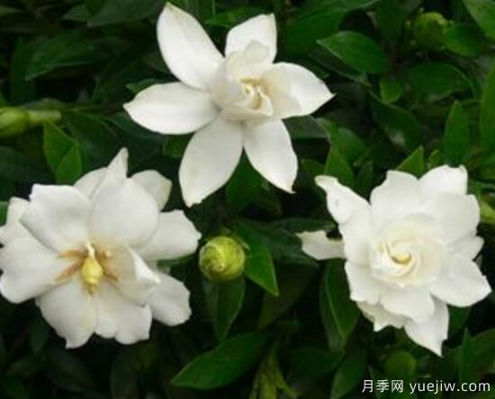 梔子花有哪些品種，梔子花品種圖片大全(圖8)