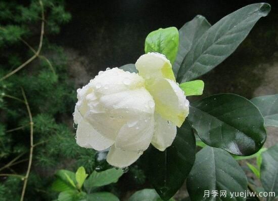 梔子花有哪些品種，梔子花品種圖片大全(圖4)