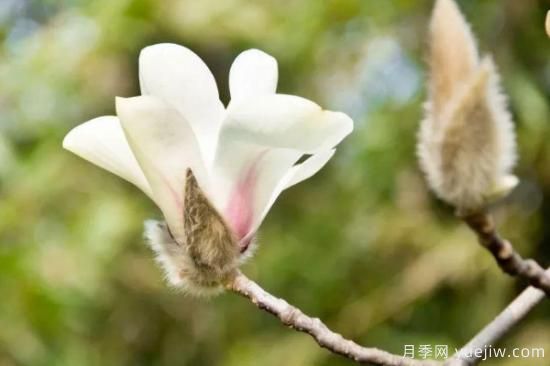 白玉蘭花長什么樣子(圖2)