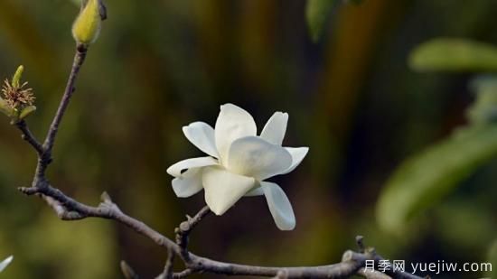 白玉蘭花長什么樣子(圖1)