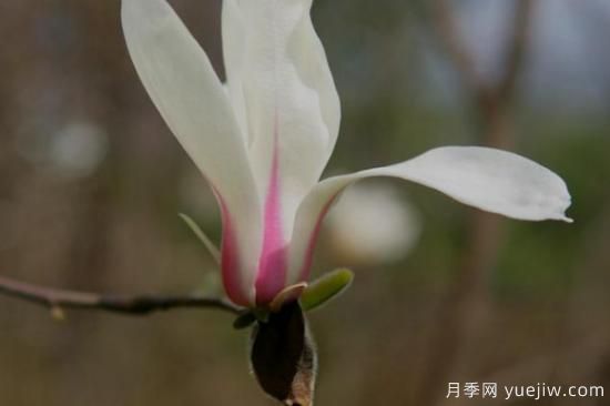 白玉蘭花長什么樣子(圖3)