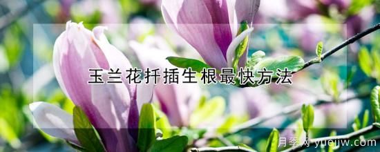 玉蘭花扦插生根***快方法(圖1)