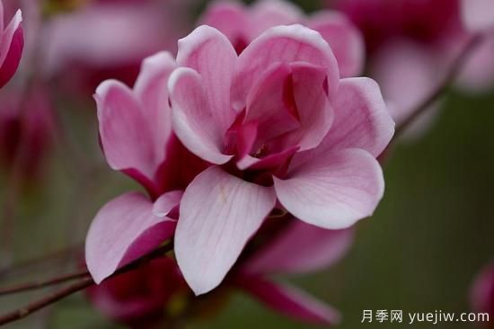 玉蘭花哪個季節(jié)開放(圖2)