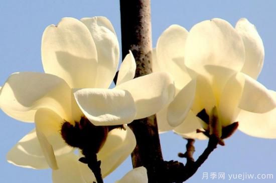 玉蘭花哪個季節(jié)開放(圖3)