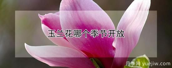 玉蘭花哪個季節(jié)開放(圖1)