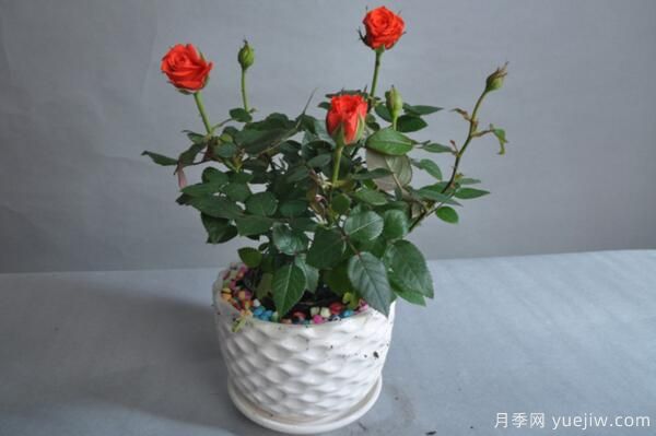 月季花品類大全，月季花的5大品種(圖6)
