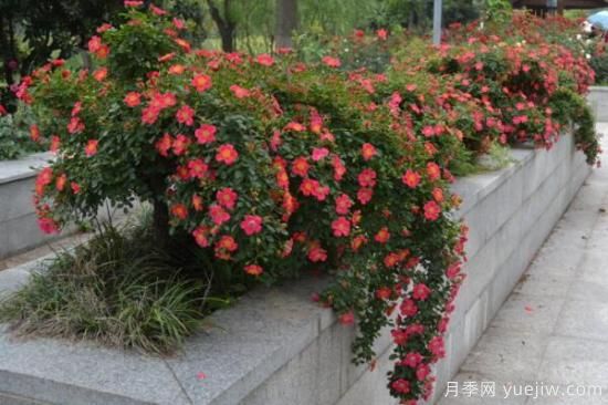 月季花品類大全，月季花的5大品種(圖3)