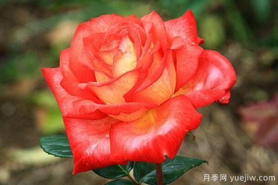 月季花品類大全，月季花的5大品種(圖5)