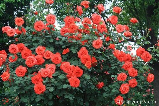 月季花品類大全，月季花的5大品種(圖1)