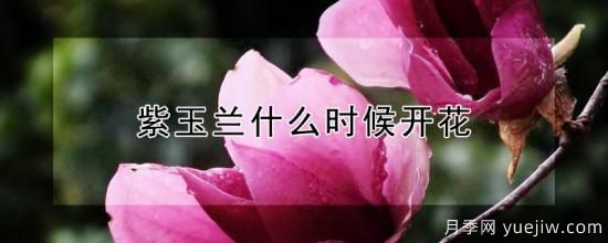 紫玉蘭什么時(shí)候開(kāi)花(圖1)