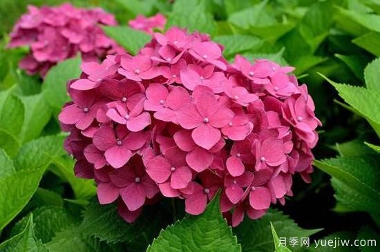 繡球花有哪些品種，繡球花品種圖片大全(圖2)