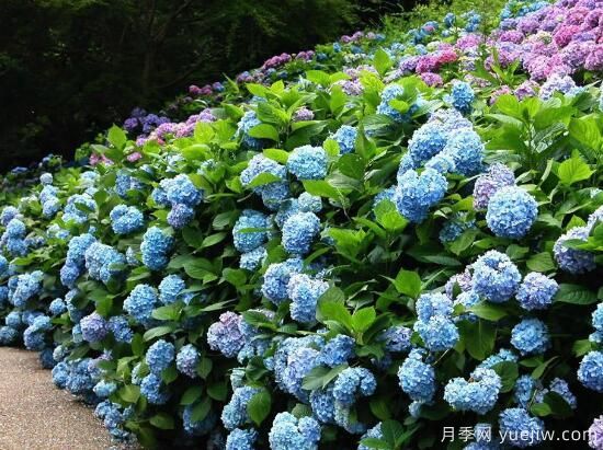 繡球花有哪些品種，繡球花品種圖片大全(圖1)