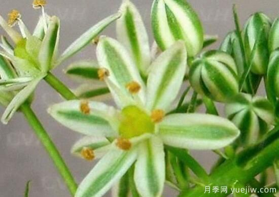 萬年青種類及圖片大全，盤點(diǎn)做好看的六大種類(圖3)
