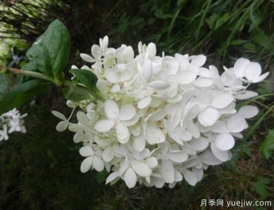 繡球花有哪些品種，繡球花品種圖片大全(圖10)